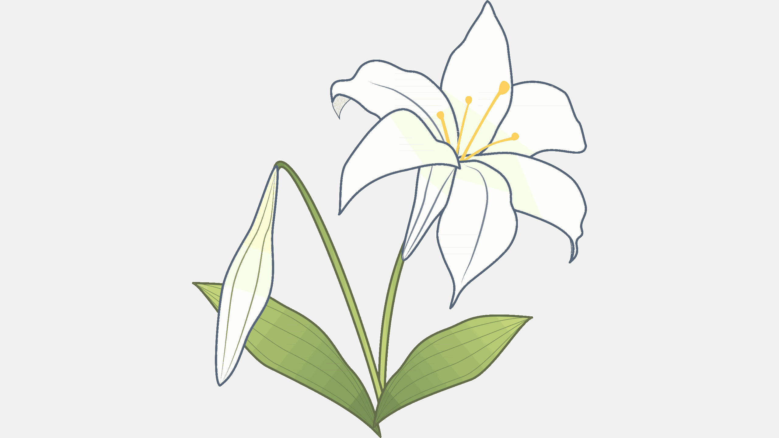 ゆりの花